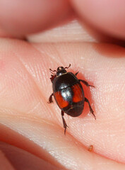 Hister sarcinatus
