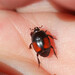 Escarabajo Payaso - Photo (c) Rose Ludwig, algunos derechos reservados (CC BY-NC), subido por Rose Ludwig