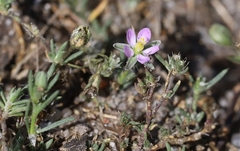 Spergularia rubra