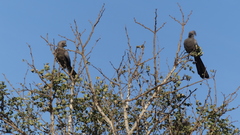 Corythaixoides concolor concolor