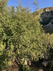 Betula occidentalis