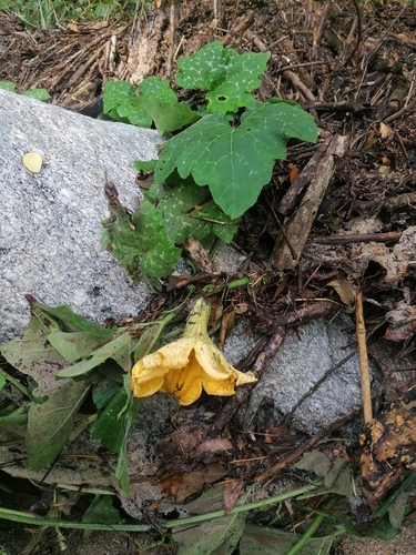 Cucurbita argyrosperma (Cucurbita argyrosperma)