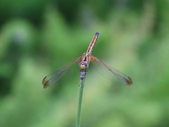 Trithemis aurora