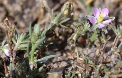 Spergularia rubra