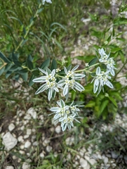 Euphorbia marginata