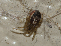 Zygiella x-notata