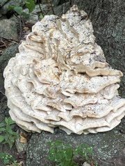 Climacodon septentrionalis