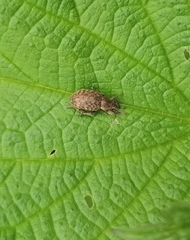 Pholicodes inauratus