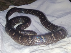 Atractus sanctaemartae