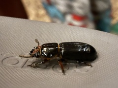 Odontotaenius disjunctus