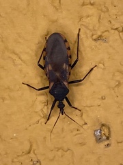 Triatoma