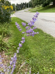 Salvia yangii