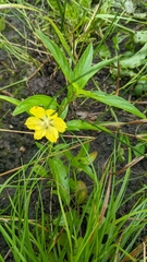Lysimachia ciliata