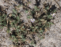 Spergularia rubra