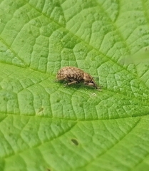 Pholicodes inauratus