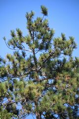 Pinus resinosa