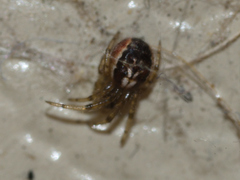 Zygiella x-notata