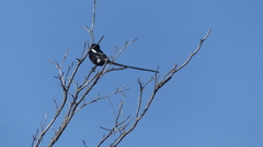 Lanius melanoleucus