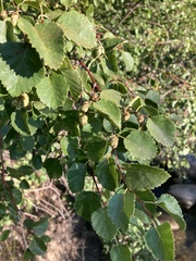 Betula occidentalis