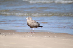 Larus argentatus