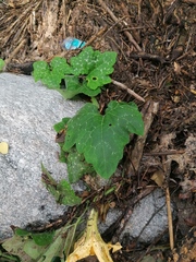 Cucurbita argyrosperma
