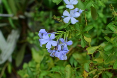 Plumbago auriculata