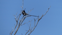 Lanius melanoleucus