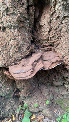 Ganoderma brownii