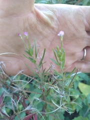 Epilobium coloratum