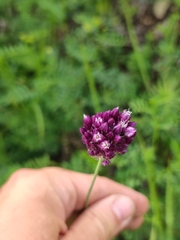 Allium rotundum