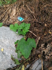 Cucurbita argyrosperma