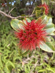 Metrosideros polymorpha