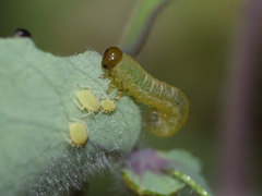 Tenthredinoidea