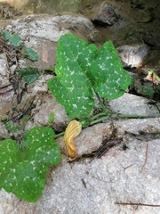 Cucurbita argyrosperma