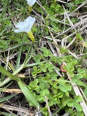 Oxalis minuta