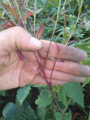 Epilobium coloratum