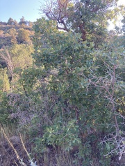 Quercus gambelii