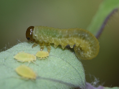 Tenthredinoidea