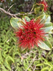 Metrosideros polymorpha
