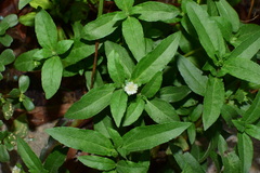 Eclipta prostrata