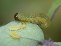 Tenthredinoidea