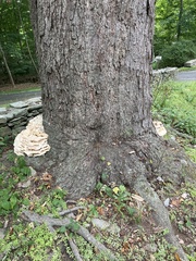 Climacodon septentrionalis