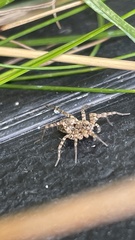 Pardosa