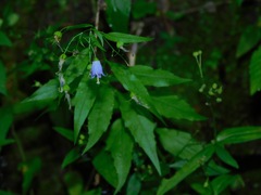Campanula divaricata