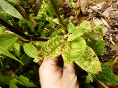 Microchilus