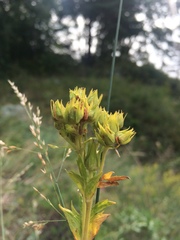 Potentilla longifolia