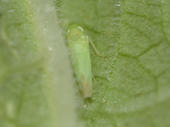 Hebata decipiens
