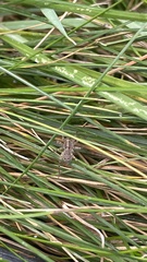 Pardosa