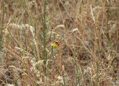 Ochlodes sylvanoides