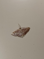 Idaea